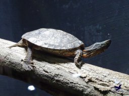 Tiergarten Schönbrunn am 03.10.2025